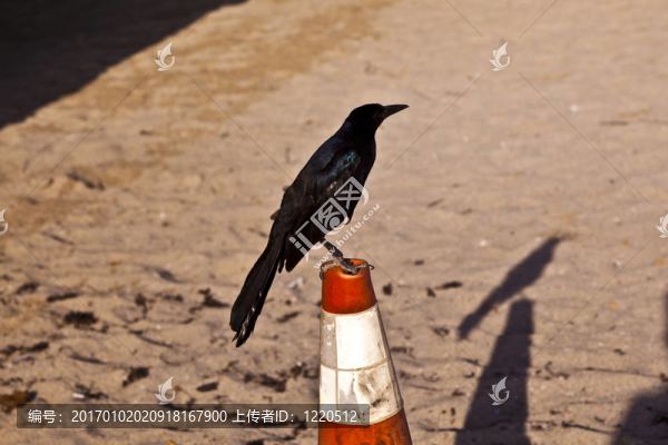推特在海灘塔鳥