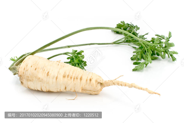 新鮮歐芹根和葉