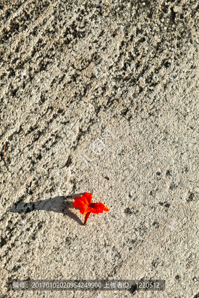 街上的紅花