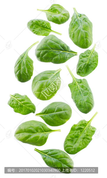 菠菜的葉子