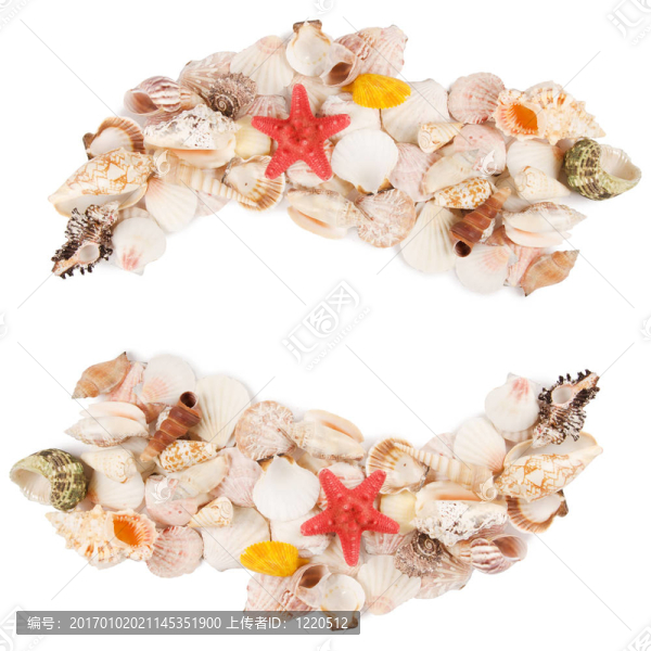 白殼殼