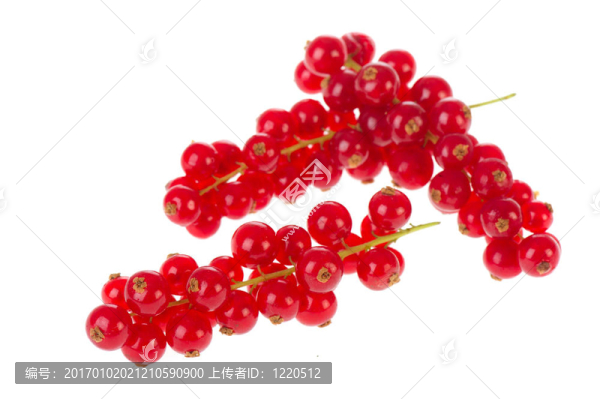 紅醋栗
