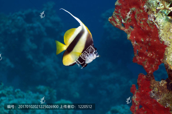 在紅海鰭魚(yú)。