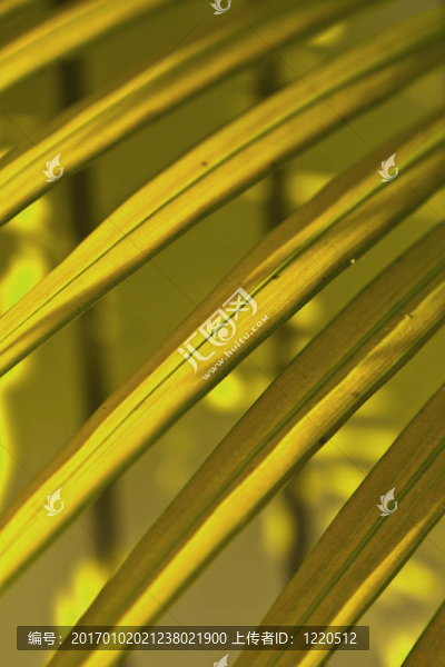 美麗的棕櫚葉紋理日落