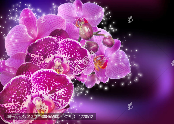 蘭花