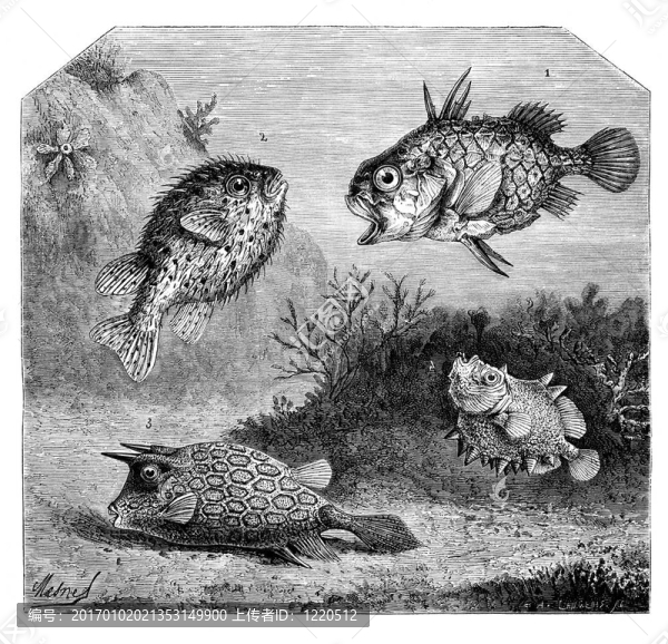 1。日本單中心。-,2。魚球或棘手的。-,3。箱角。-,4。oreosome針葉樹。圖紙梅斯尼；老式