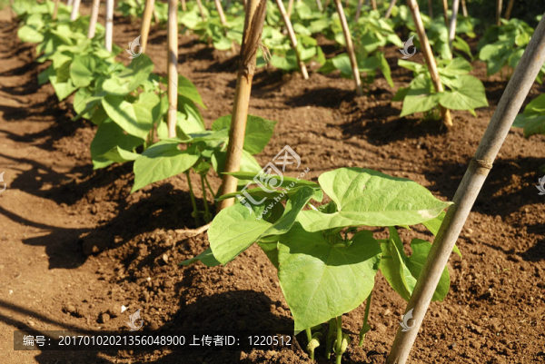 豆類植物