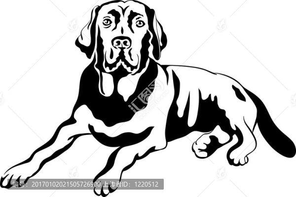 圖犬拉布拉多獵犬
