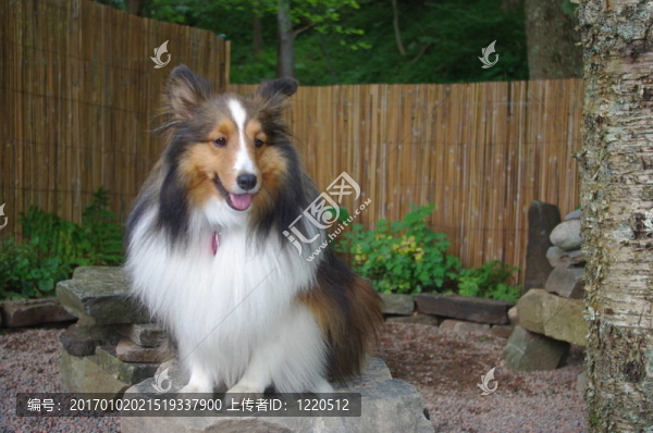 美麗的牧羊犬坐