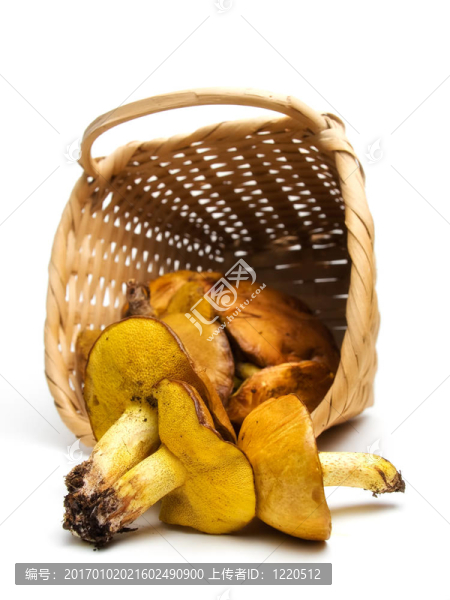 籃子里有蘑菇