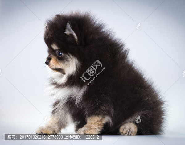 博美犬的小狗