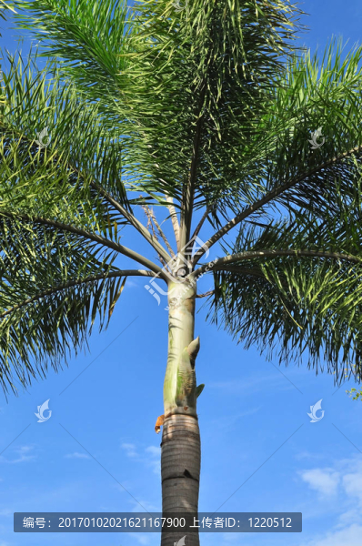 椰子樹