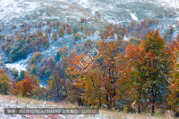 第一個冬天的雪和秋天五顏六色的樹葉在山上