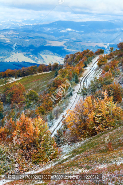 第一個冬天的雪和秋天五顏六色的樹葉在山上