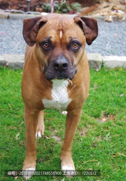 站在Boxer,Dog