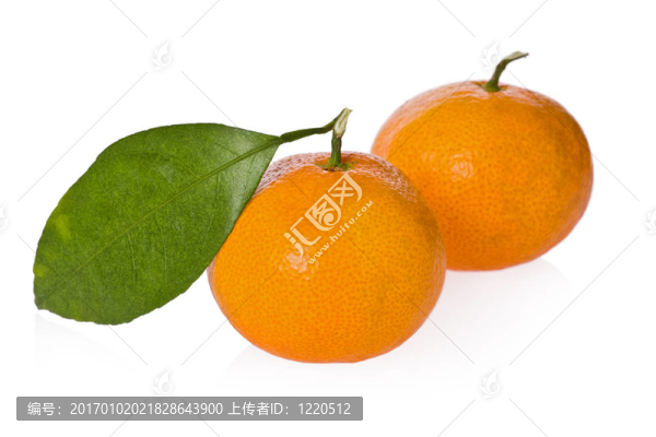 薩摩柑橘（柑橘）