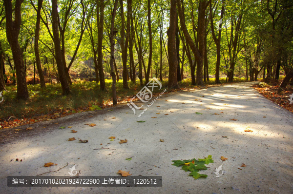 在公園里跌倒
