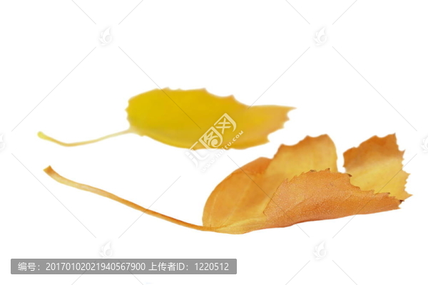 白底黃葉