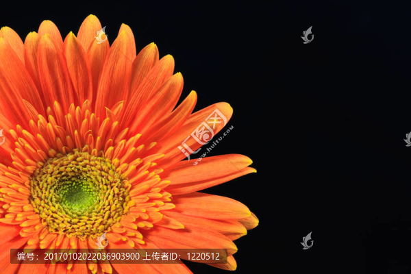 橙色非洲菊雛菊