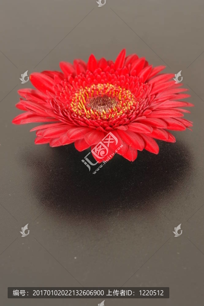 非洲菊