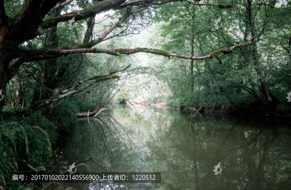 穿過(guò)樹林的河流
