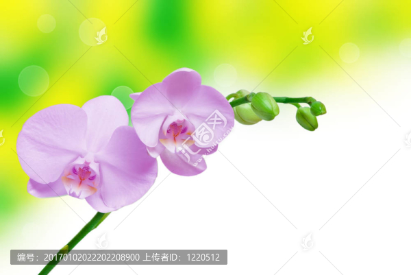 蘭花花的特寫