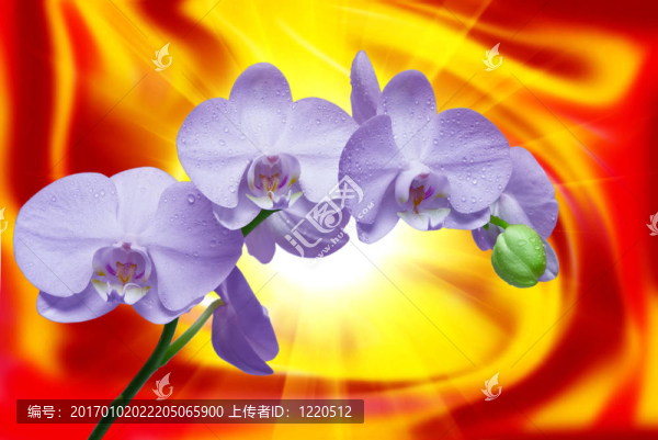 蘭花花的特寫