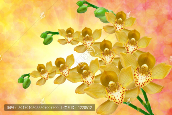 蘭花花的特寫