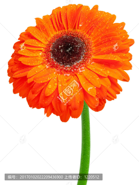 Gerber的花