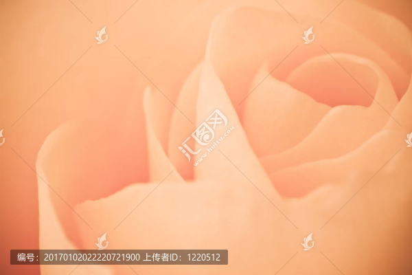 橙玫瑰的宏