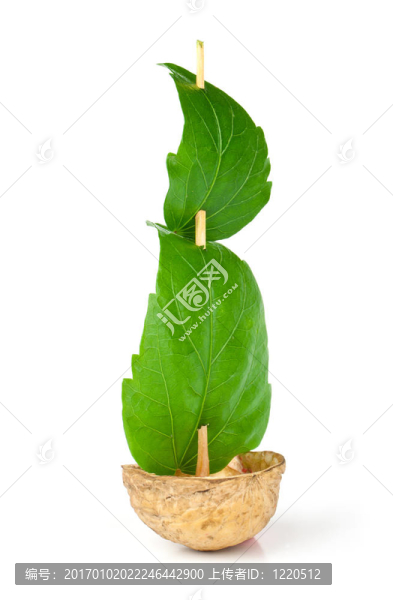 胡桃木做的帆船