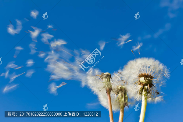蒲公英在風(fēng)中