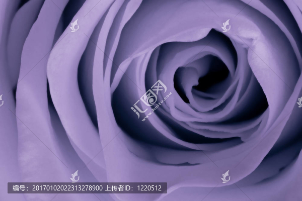 紫羅蘭玫瑰特寫
