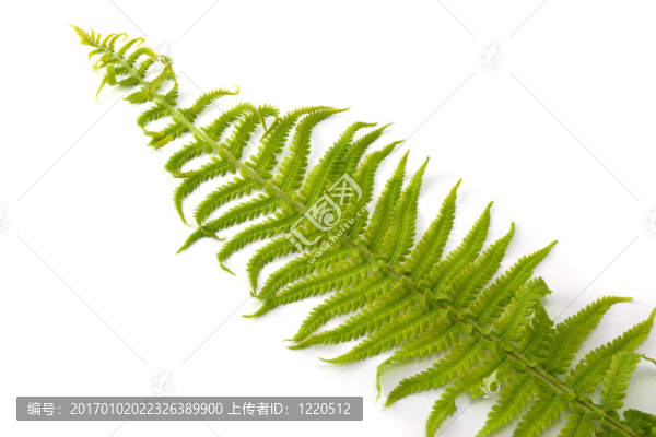 綠色的蕨類植物的葉子
