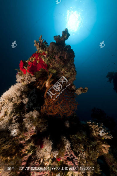 紅海的熱帶水下生活。