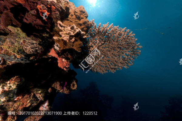 表珊瑚在紅海。