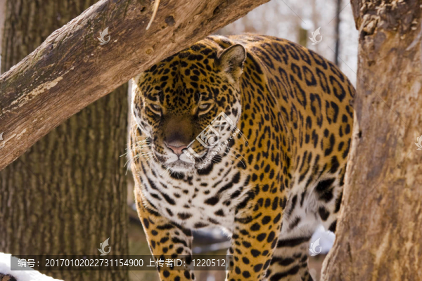 捷豹（Panthera,onca）