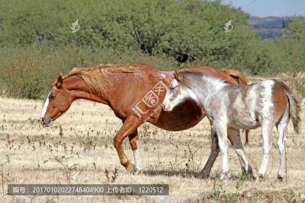母馬和小馬駒
