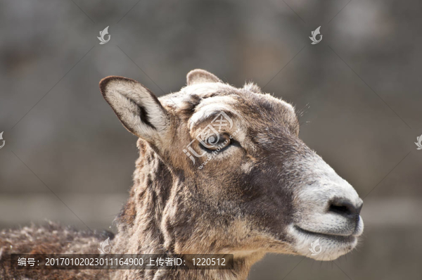 鹿的畫像