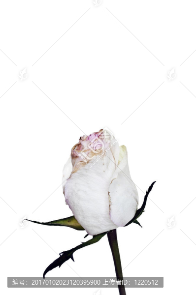 單干玫瑰花