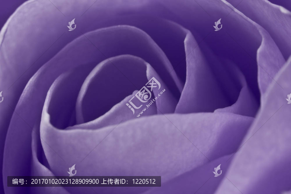 紫玫瑰的宏