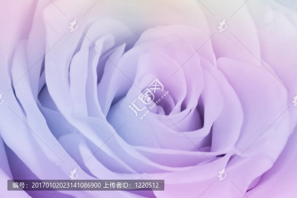 多色玫瑰