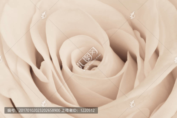 白玫瑰特寫