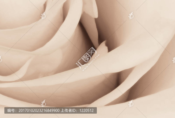 白玫瑰特寫