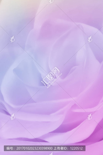 多色玫瑰