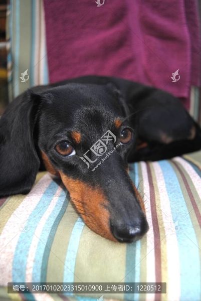 短毛迷你臘腸犬