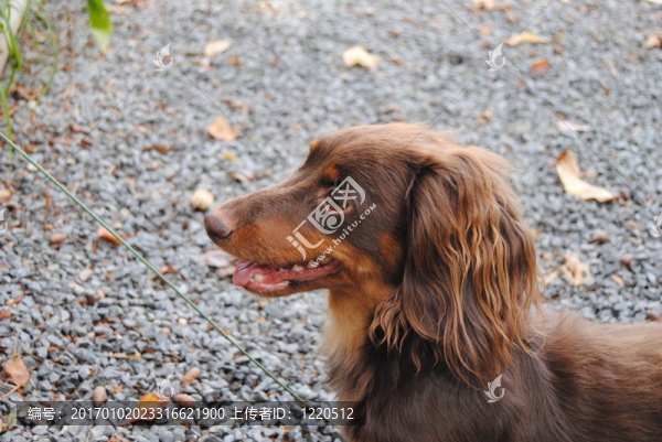 Brown,Mini,Dachshund簡介