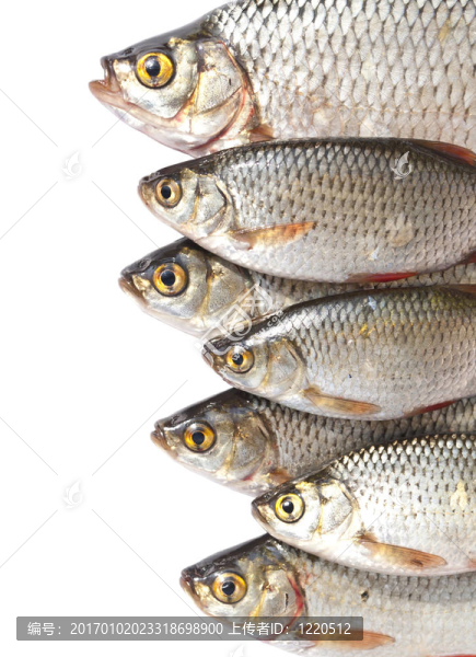 魚頭特寫