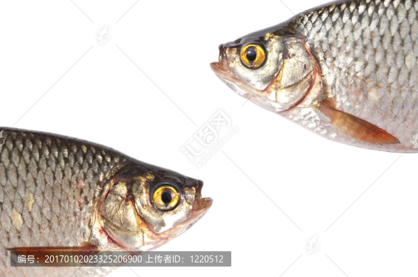 白底孤立魚頭