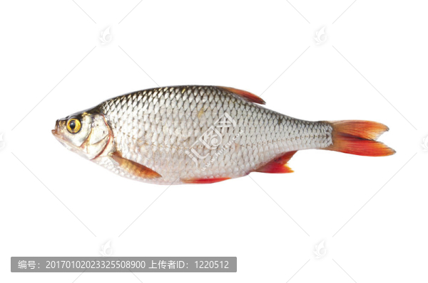 魚白色隔離（Scardinius,erythrophthalmus）